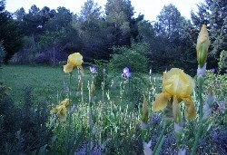 Lilienfeld im Garten